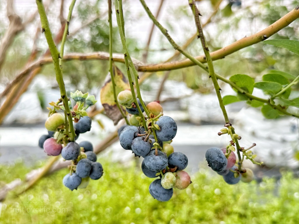 礁溪福哥甕仔雞—外帶美食推薦，吃了會想念的雞 @果果愛Fruitlove
