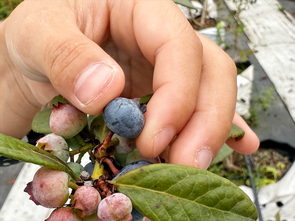 呼密藍莓農場霧峰園區⟩台中霧峰採果趣，親子採藍莓初體驗，農場自製的草莓和藍莓優格冰棒不能錯過 @果果愛Fruitlove