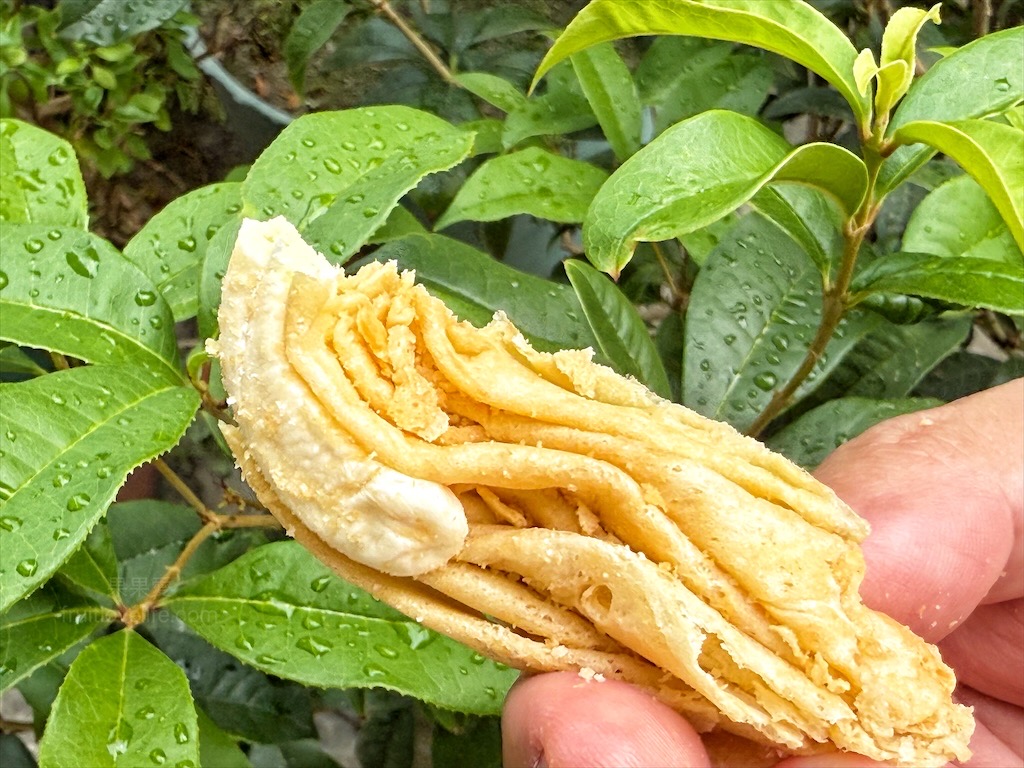 脆滴滴蛋捲⟩超涮嘴的下午茶點心-水滴蛋捲，濃郁蛋香，層層酥脆，一口接一口，追劇、伴手禮推薦 @果果愛Fruitlove
