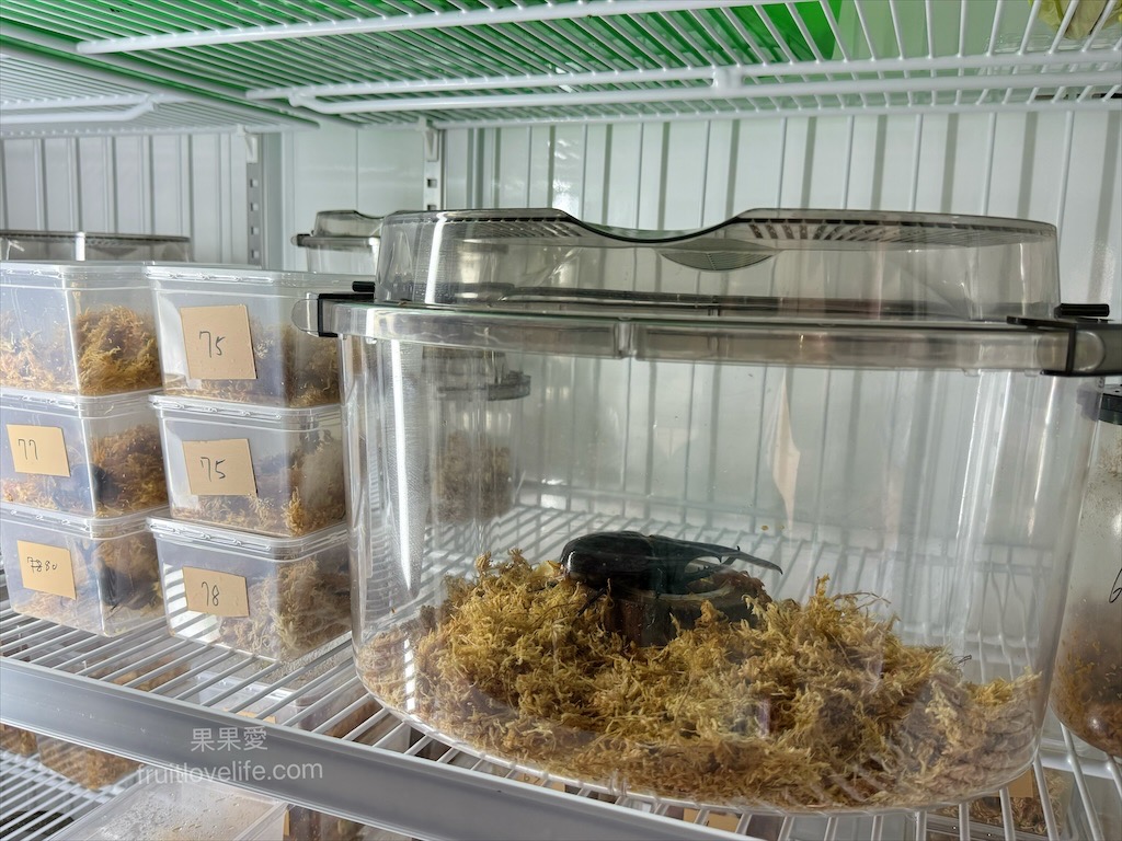 鹿芝谷生態景觀園區⟩南投鹿谷景點，許多超萌的可愛小動物，也有超人氣的水豚君(卡皮巴拉)，加上山巒景色讓人感到美不勝收 @果果愛Fruitlove