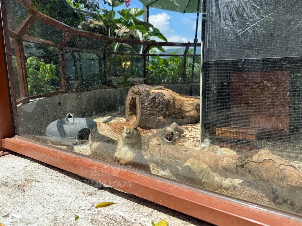 南投鹿谷親子景點｜鹿芝谷生態景觀園區：水豚、浣熊療癒系萌寵互動，山巒景色讓人感到美不勝收 @果果愛Fruitlove
