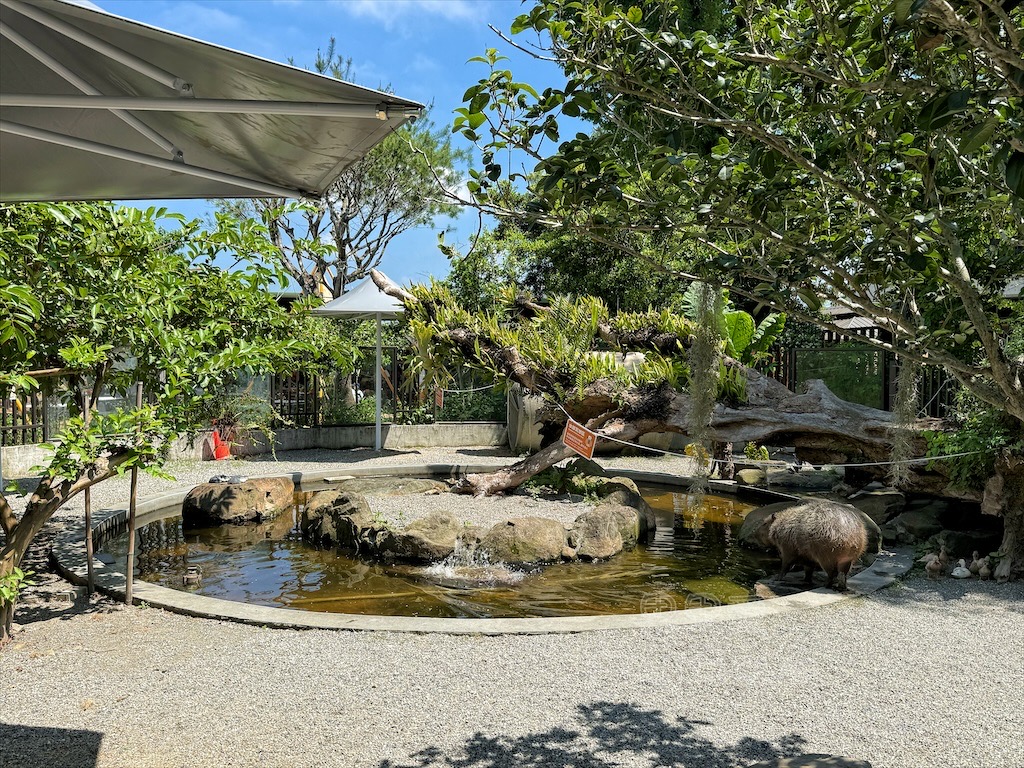 南投鹿谷親子景點｜鹿芝谷生態景觀園區：水豚、浣熊療癒系萌寵互動，山巒景色讓人感到美不勝收 @果果愛Fruitlove