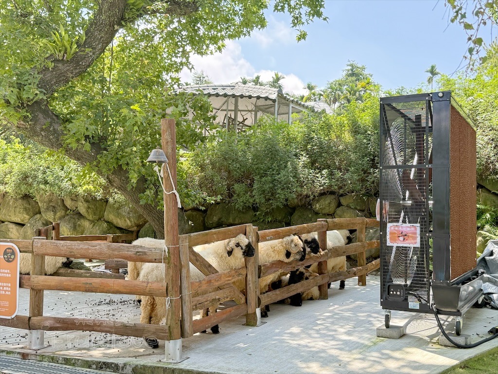 南投鹿谷親子景點｜鹿芝谷生態景觀園區：水豚、浣熊療癒系萌寵互動，山巒景色讓人感到美不勝收 @果果愛Fruitlove