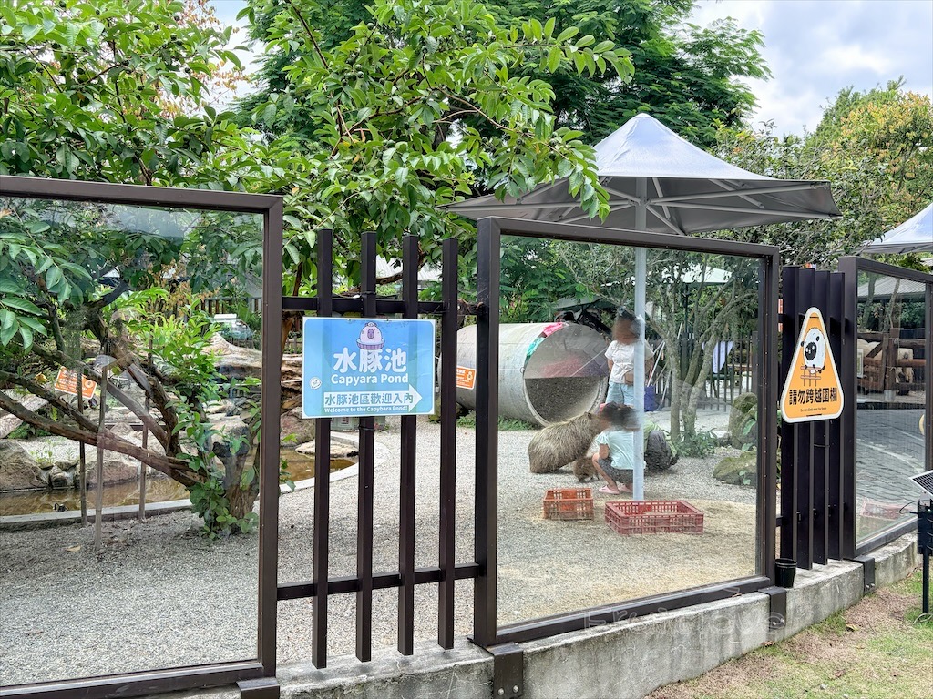 南投鹿谷親子景點｜鹿芝谷生態景觀園區：水豚、浣熊療癒系萌寵互動，山巒景色讓人感到美不勝收 @果果愛Fruitlove