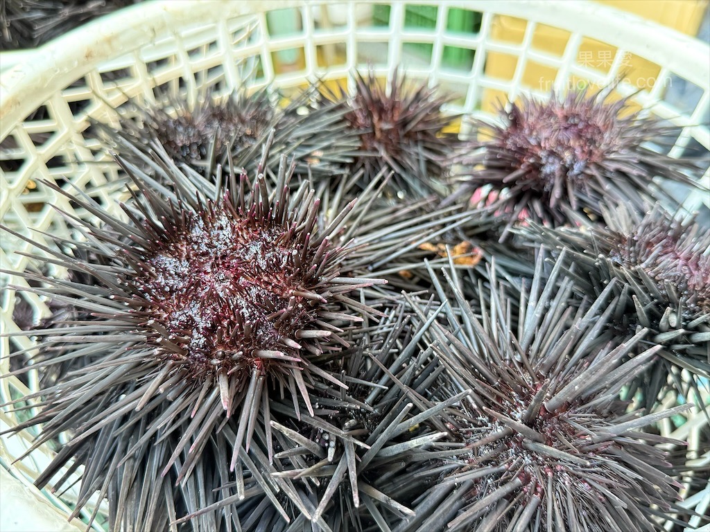 正港ㄟ傳統粉圓⟩澎湖馬公北辰市場美食，澎湖現剖現吃的海膽，味道真的讓人回味無窮 @果果愛Fruitlove