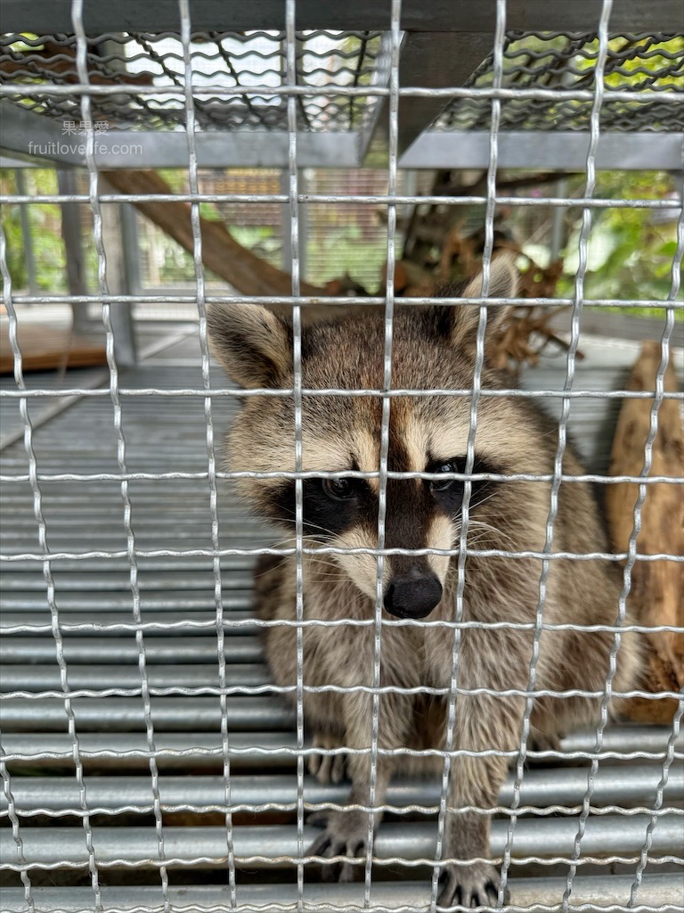 鹿芝谷生態景觀園區⟩南投鹿谷景點，許多超萌的可愛小動物，也有超人氣的水豚君(卡皮巴拉)，加上山巒景色讓人感到美不勝收 @果果愛Fruitlove