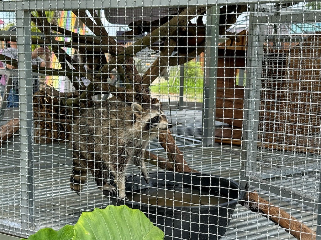 鹿芝谷生態景觀園區⟩南投鹿谷景點，許多超萌的可愛小動物，也有超人氣的水豚君(卡皮巴拉)，加上山巒景色讓人感到美不勝收 @果果愛Fruitlove
