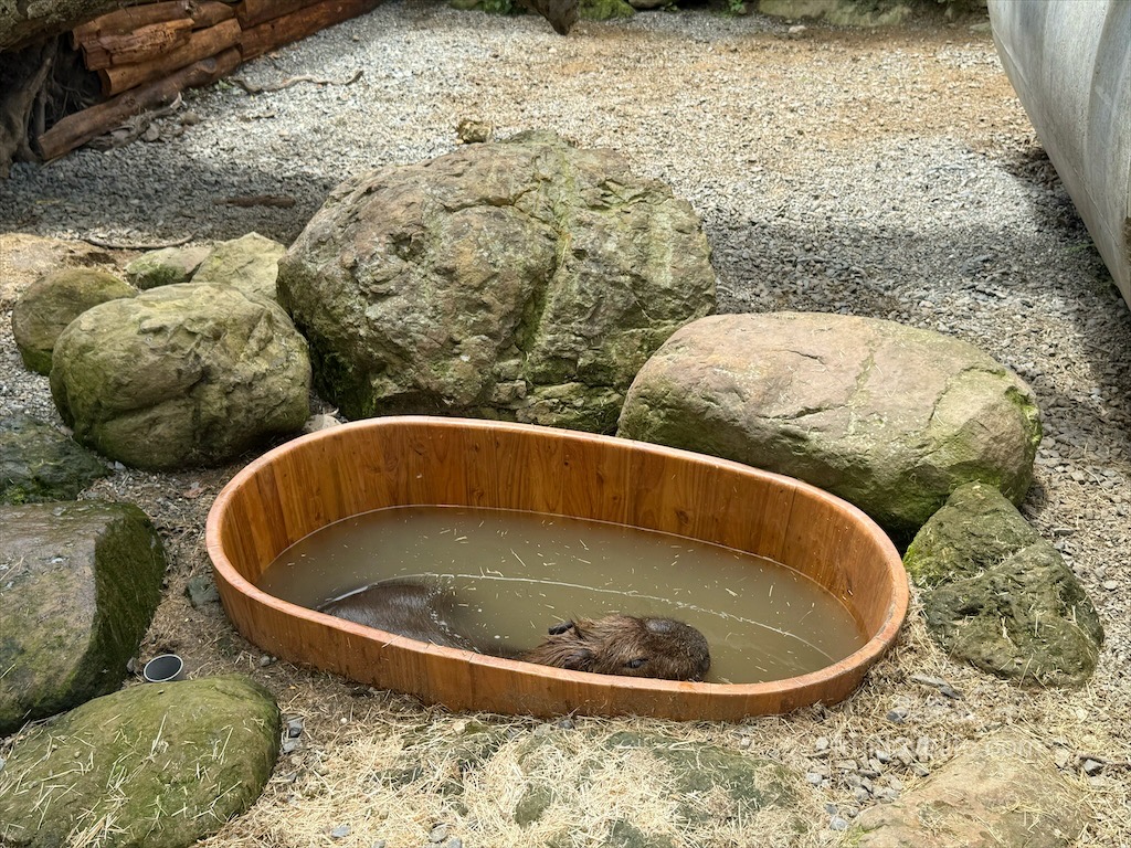 鹿芝谷生態景觀園區⟩南投鹿谷景點，許多超萌的可愛小動物，也有超人氣的水豚君(卡皮巴拉)，加上山巒景色讓人感到美不勝收 @果果愛Fruitlove