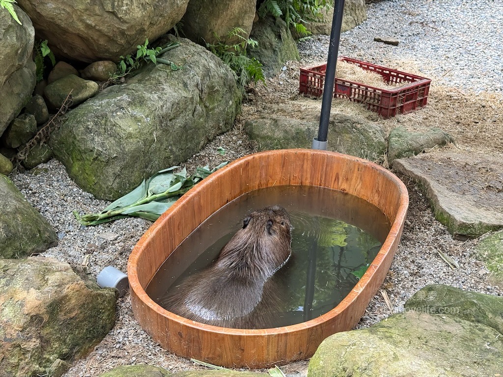 鹿芝谷生態景觀園區⟩南投鹿谷景點，許多超萌的可愛小動物，也有超人氣的水豚君(卡皮巴拉)，加上山巒景色讓人感到美不勝收 @果果愛Fruitlove