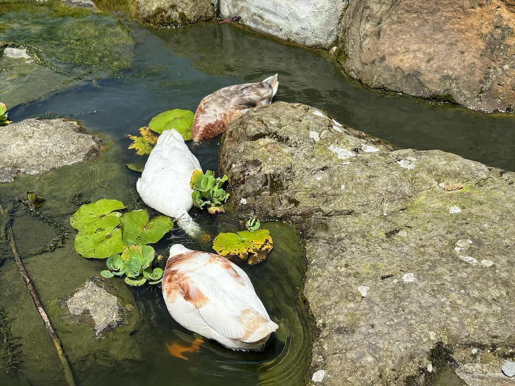 鹿芝谷生態景觀園區⟩南投鹿谷景點，許多超萌的可愛小動物，也有超人氣的水豚君(卡皮巴拉)，加上山巒景色讓人感到美不勝收 @果果愛Fruitlove