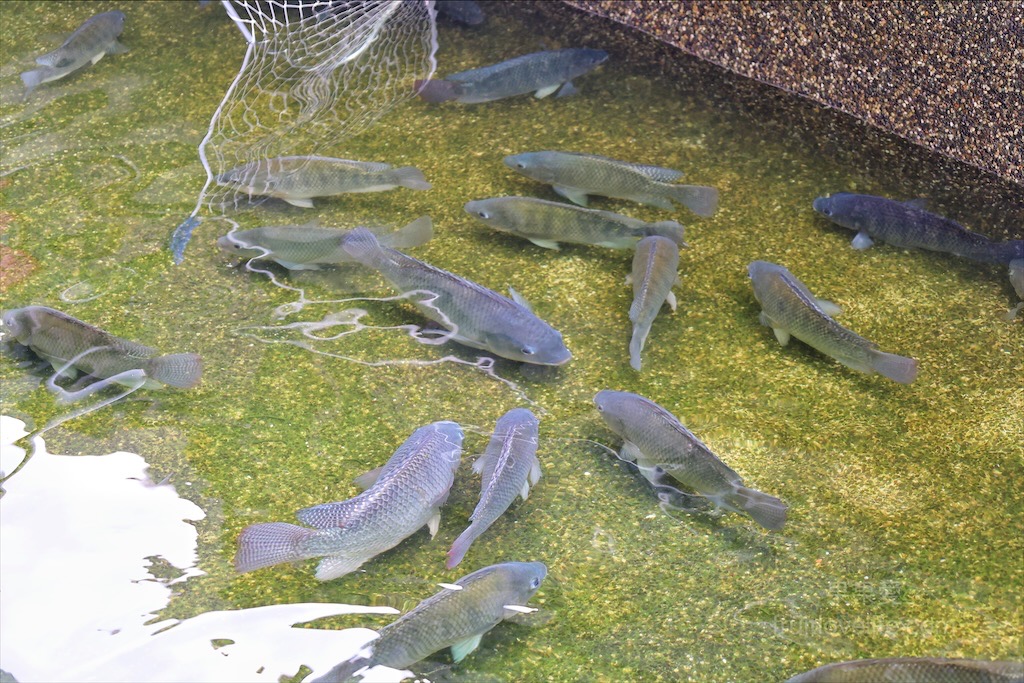 阿晾薑母鴨 | 南投薑母鴨推薦,薑母鴨、胡椒全鴨還可以一鍋兩吃,山泉水養殖吳郭魚、現撈泰國蝦,埔里在地美食,TVBS食尚玩家推薦 @果果愛Fruitlove 阿晾薑母鴨 | 南投薑母鴨推薦,薑母鴨、胡椒全鴨還可以一鍋兩吃,山泉水養殖吳郭魚、現撈泰國蝦,埔里在地美食,TVBS食尚玩家推薦 @果果愛Fruitlove