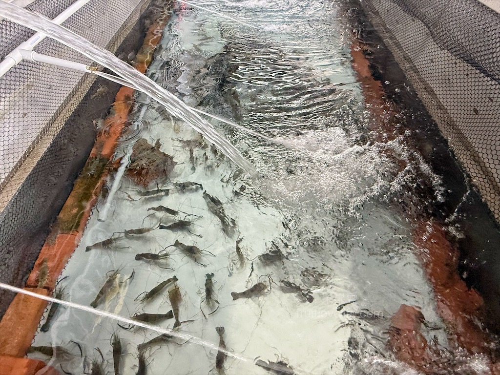 阿晾薑母鴨 | 南投薑母鴨推薦,薑母鴨、胡椒全鴨還可以一鍋兩吃,山泉水養殖吳郭魚、現撈泰國蝦,埔里在地美食,TVBS食尚玩家推薦 @果果愛Fruitlove 阿晾薑母鴨 | 南投薑母鴨推薦,薑母鴨、胡椒全鴨還可以一鍋兩吃,山泉水養殖吳郭魚、現撈泰國蝦,埔里在地美食,TVBS食尚玩家推薦 @果果愛Fruitlove