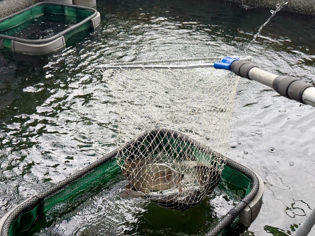 阿晾薑母鴨 | 南投薑母鴨推薦,薑母鴨、胡椒全鴨還可以一鍋兩吃,山泉水養殖吳郭魚、現撈泰國蝦,埔里在地美食,TVBS食尚玩家推薦 @果果愛Fruitlove 阿晾薑母鴨 | 南投薑母鴨推薦,薑母鴨、胡椒全鴨還可以一鍋兩吃,山泉水養殖吳郭魚、現撈泰國蝦,埔里在地美食,TVBS食尚玩家推薦 @果果愛Fruitlove