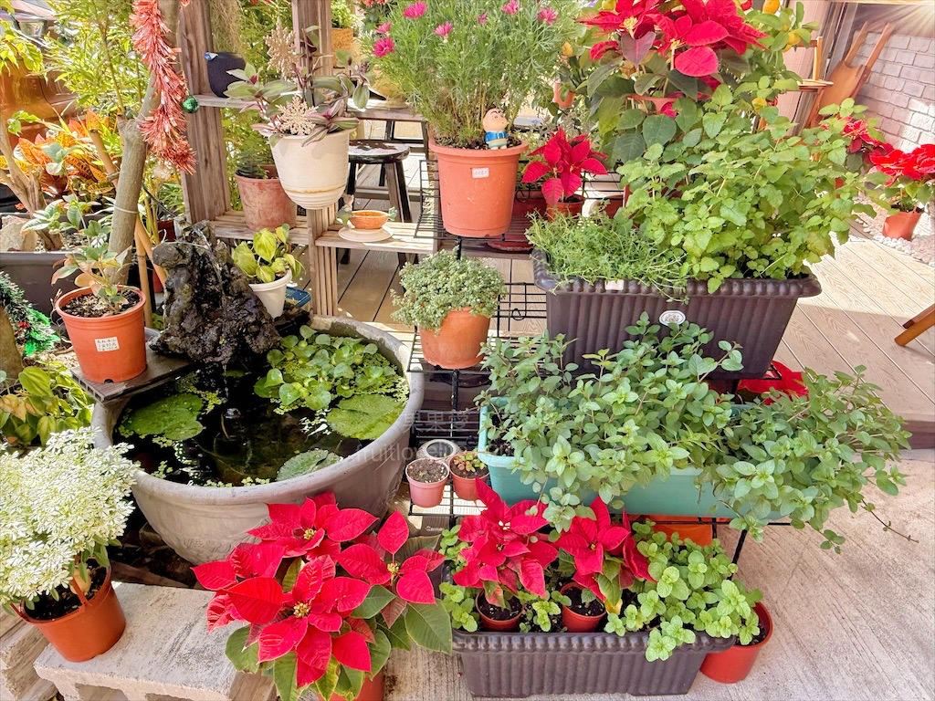 王藤咖啡 | 苗栗通霄白沙屯寵物友善咖啡廳，漂浮冰咖啡醒獅、祥龍相當吸睛，還有以勇字拉花來結合白沙屯 @果果愛Fruitlove