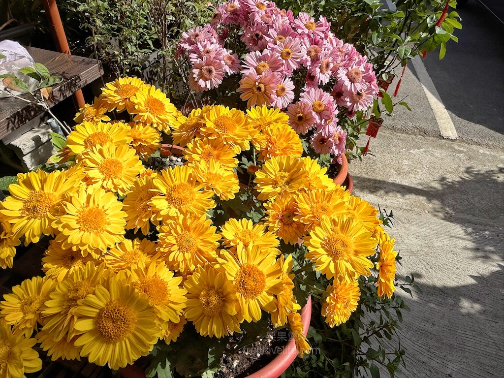 王藤咖啡 | 苗栗通霄白沙屯寵物友善咖啡廳,漂浮冰咖啡醒獅、祥龍相當吸睛,還有以勇字拉花來結合白沙屯 @果果愛Fruitlove 王藤咖啡 | 苗栗通霄白沙屯寵物友善咖啡廳,漂浮冰咖啡醒獅、祥龍相當吸睛,還有以勇字拉花來結合白沙屯 @果果愛Fruitlove