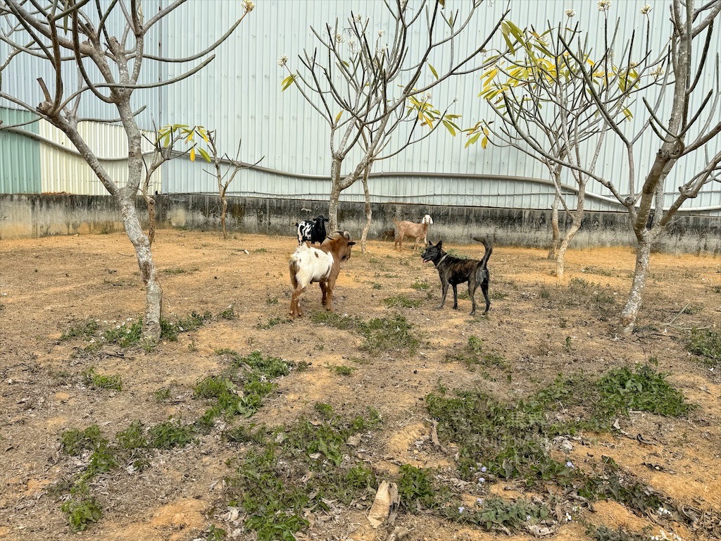 高地人莊園總店|南投咖啡廳，139縣道上的部落咖啡廳，品嚐原民風味餐與阿里山薊特色餐點，寵物友善、不限時Chill空間 @果果愛Fruitlove