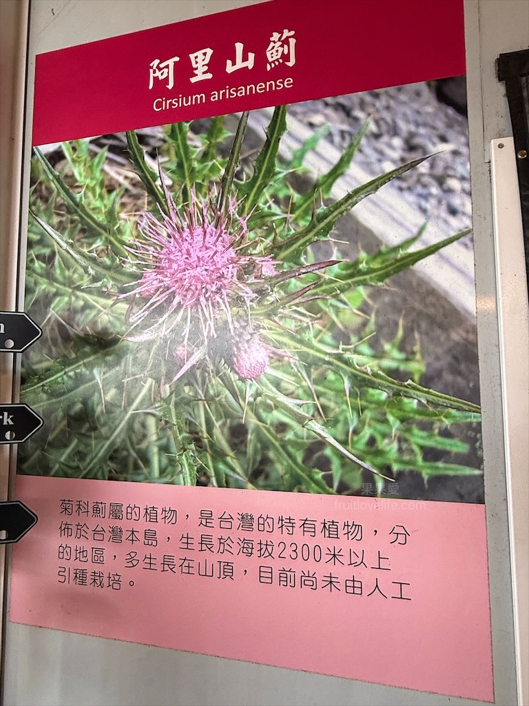 高地人莊園總店|南投咖啡廳，139縣道上的部落咖啡廳，品嚐原民風味餐與阿里山薊特色餐點，寵物友善、不限時Chill空間 @果果愛Fruitlove
