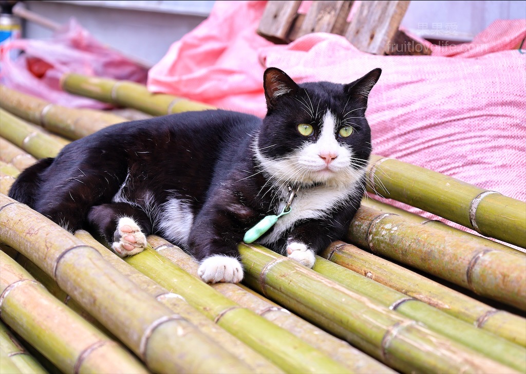 高地人莊園總店|南投咖啡廳，139縣道上的部落咖啡廳，品嚐原民風味餐與阿里山薊特色餐點，寵物友善、不限時Chill空間 @果果愛Fruitlove