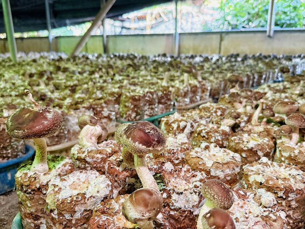 菇神新社店X阿亮香菇園|台中新社半日遊,米其林和必比登推薦火鍋,還有多樣功夫菜,親子採菇趣、寵物友善 @果果愛Fruitlove 菇神新社店X阿亮香菇園|台中新社半日遊,米其林和必比登推薦火鍋,還有多樣功夫菜,親子採菇趣、寵物友善 @果果愛Fruitlove