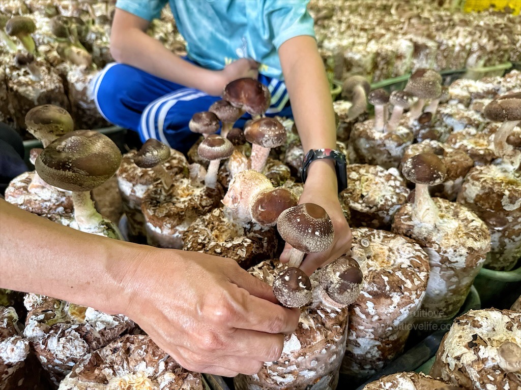 菇神新社店X阿亮香菇園|台中新社半日遊,米其林和必比登推薦火鍋,還有多樣功夫菜,親子採菇趣、寵物友善 @果果愛Fruitlove 菇神新社店X阿亮香菇園|台中新社半日遊,米其林和必比登推薦火鍋,還有多樣功夫菜,親子採菇趣、寵物友善 @果果愛Fruitlove