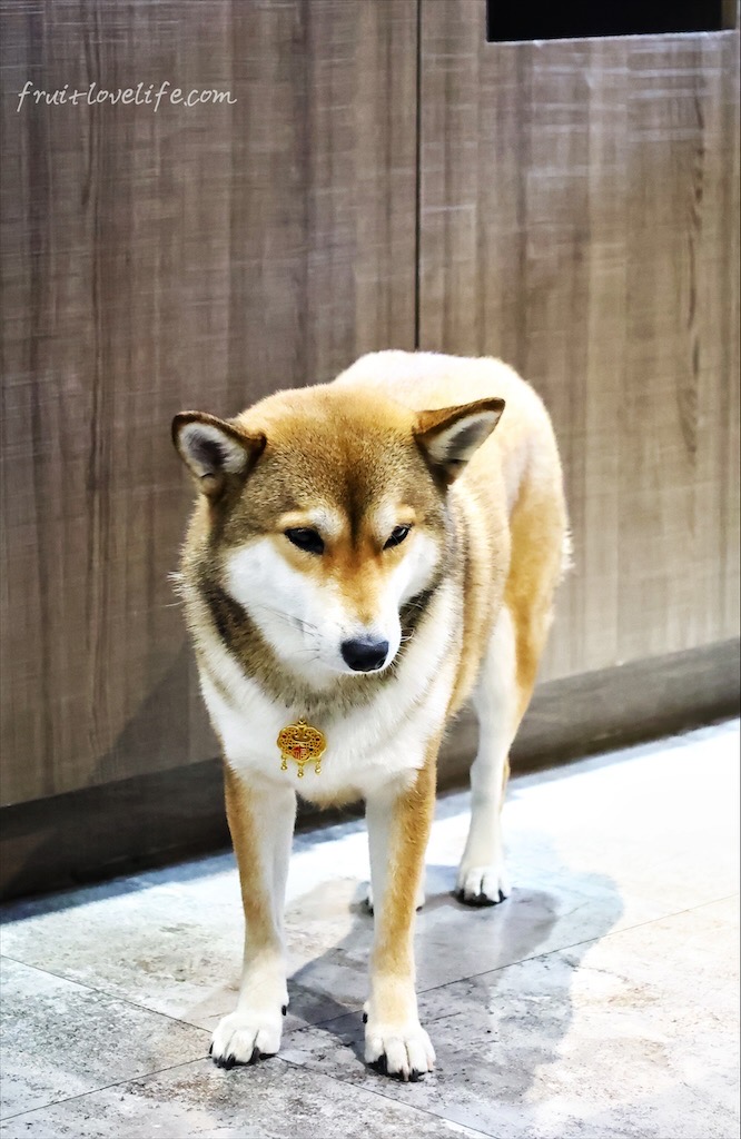 OZM啢男|台中西區寵物友善甜點、咖啡廳，品嚐超人氣歐式肉桂捲與手作司康，與毛孩一同享受下午茶時光 @果果愛Fruitlove