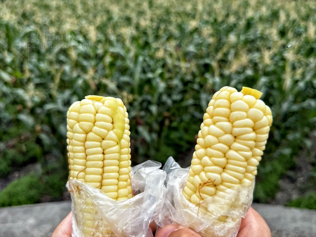 林內三三焢番薯、玉米|雲林林內古早味小吃，路過不能錯過的蜜地瓜和水煮玉米 @果果愛Fruitlove