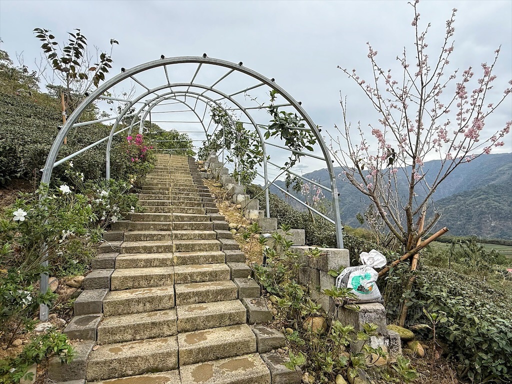 山坪頂七星步道|南投竹山景點，漫步金萱茶園步道，輕鬆登頂欣賞絕美山景，親子、寵物友善 @果果愛Fruitlove