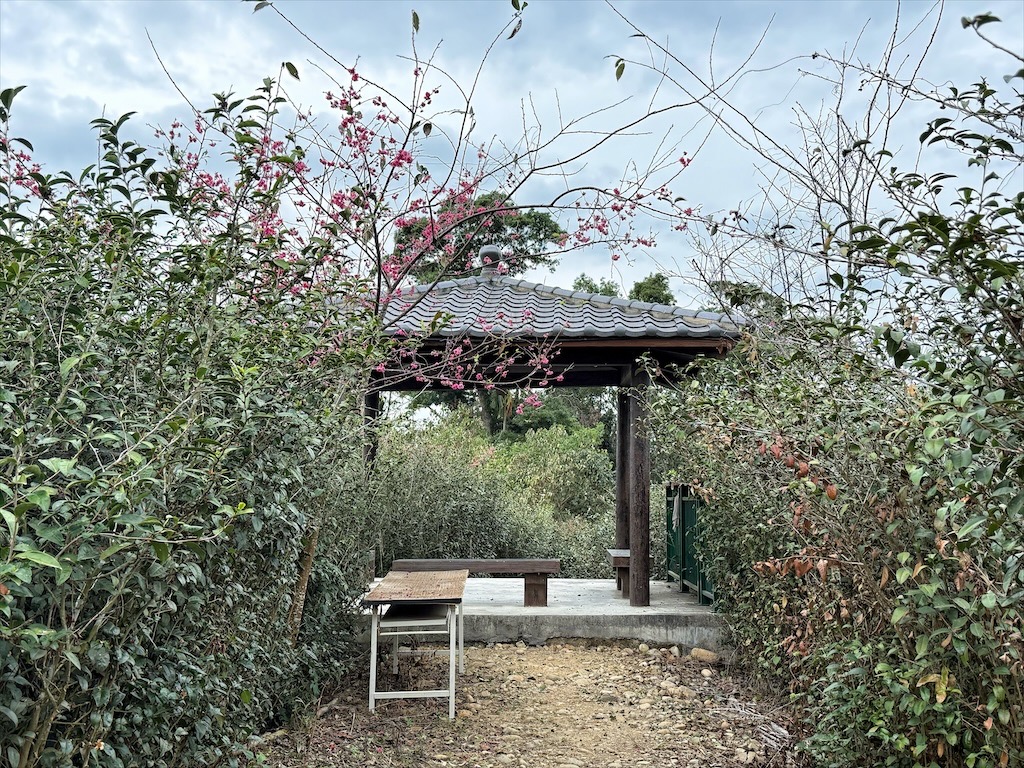 山坪頂七星步道|南投竹山景點，漫步金萱茶園步道，輕鬆登頂欣賞絕美山景，親子、寵物友善 @果果愛Fruitlove