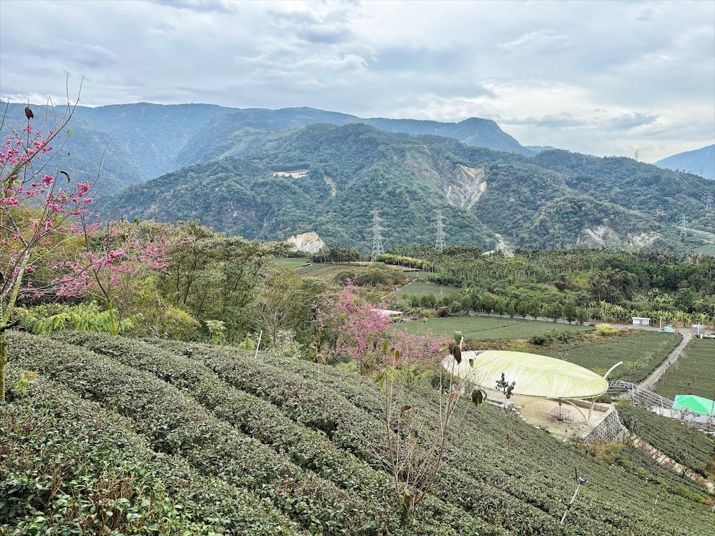 山坪頂七星步道|南投竹山景點，漫步金萱茶園步道，輕鬆登頂欣賞絕美山景，親子、寵物友善 @果果愛Fruitlove