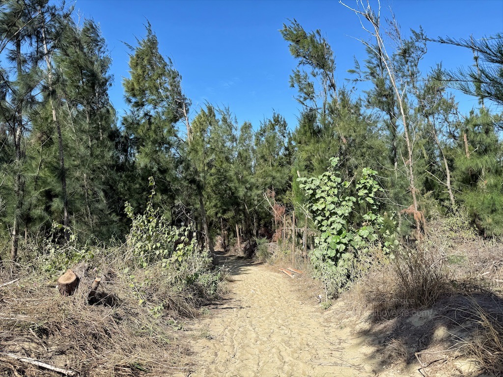好美里防風林|嘉義布袋好美里沙灘,踏浪戲沙、挖蛤蜊、觀賞夕陽,享受親子時光 @果果愛Fruitlove 好美里防風林|嘉義布袋好美里沙灘,踏浪戲沙、挖蛤蜊、觀賞夕陽,享受親子時光 @果果愛Fruitlove