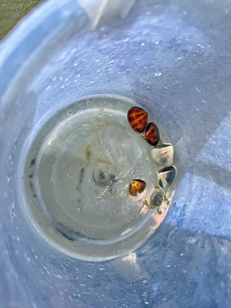 好美里防風林|嘉義布袋好美里沙灘,踏浪戲沙、挖蛤蜊、觀賞夕陽,享受親子時光 @果果愛Fruitlove 好美里防風林|嘉義布袋好美里沙灘,踏浪戲沙、挖蛤蜊、觀賞夕陽,享受親子時光 @果果愛Fruitlove
