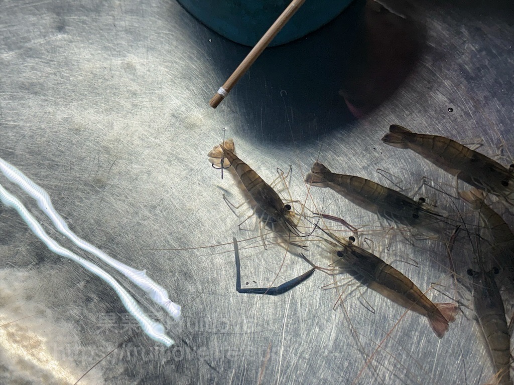 彰化精誠夜市有許多排隊美食小吃，跟我們一起來看看有那些排隊美食吧! @果果愛Fruitlove