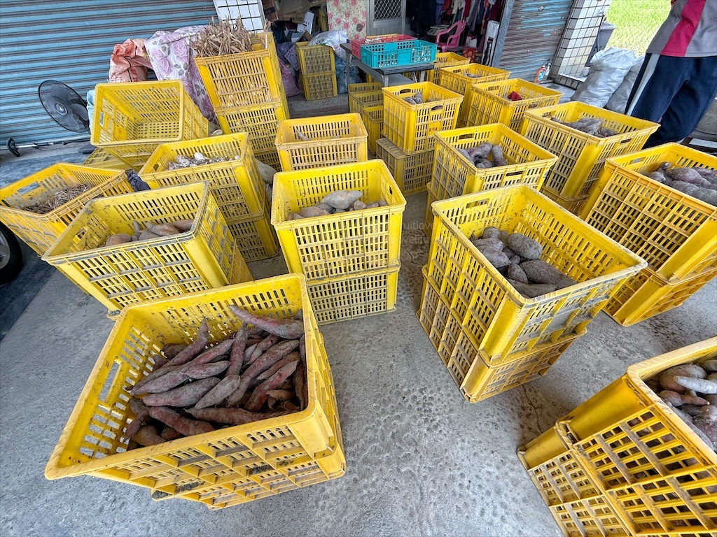 安然地瓜田園|雲林水林地瓜，親子大手牽小手體驗挖地瓜趣，現採台農57號黃金地瓜，DIY採收樂無窮 @果果愛Fruitlove