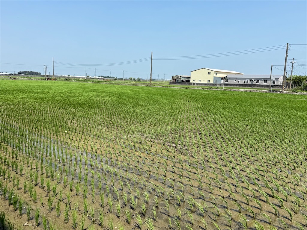 安然地瓜田園|雲林水林地瓜，親子大手牽小手體驗挖地瓜趣，現採台農57號黃金地瓜，DIY採收樂無窮 @果果愛Fruitlove