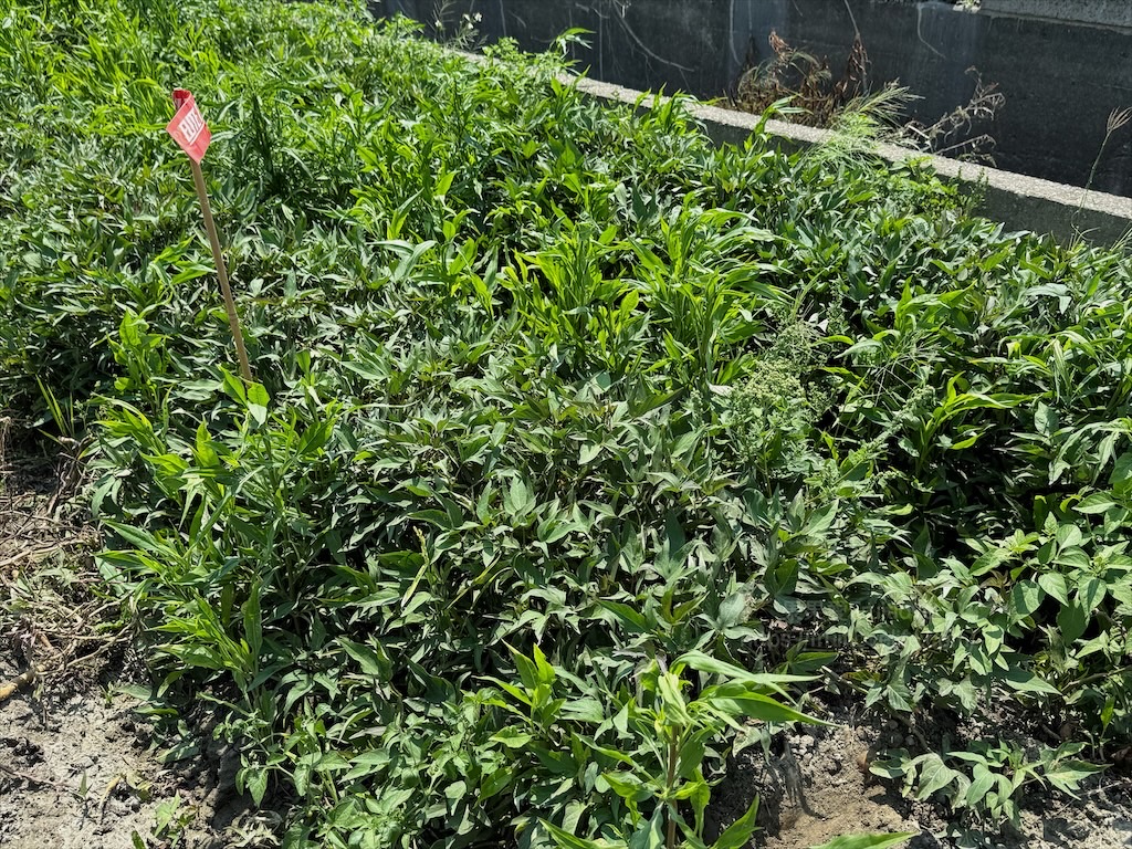 安然地瓜田園|雲林水林地瓜，親子大手牽小手體驗挖地瓜趣，現採台農57號黃金地瓜，DIY採收樂無窮 @果果愛Fruitlove