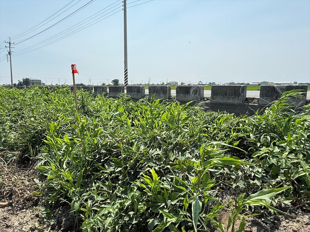 安然地瓜田園|雲林水林地瓜，親子大手牽小手體驗挖地瓜趣，現採台農57號黃金地瓜，DIY採收樂無窮 @果果愛Fruitlove