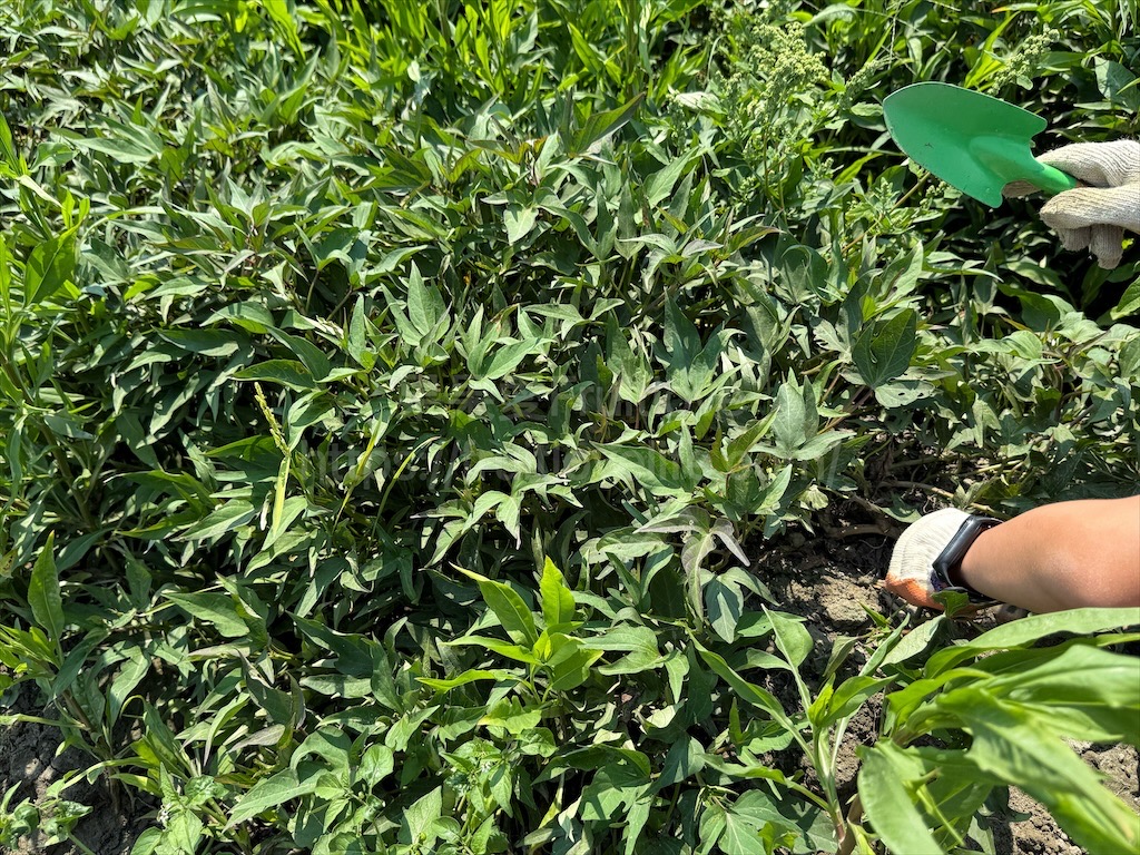 安然地瓜田園|雲林水林地瓜，親子大手牽小手體驗挖地瓜趣，現採台農57號黃金地瓜，DIY採收樂無窮 @果果愛Fruitlove