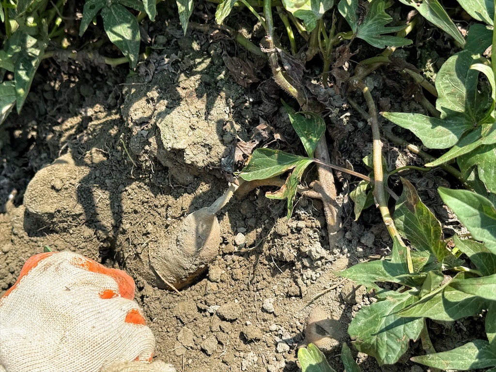 安然地瓜田園|雲林水林地瓜，親子大手牽小手體驗挖地瓜趣，現採台農57號黃金地瓜，DIY採收樂無窮 @果果愛Fruitlove