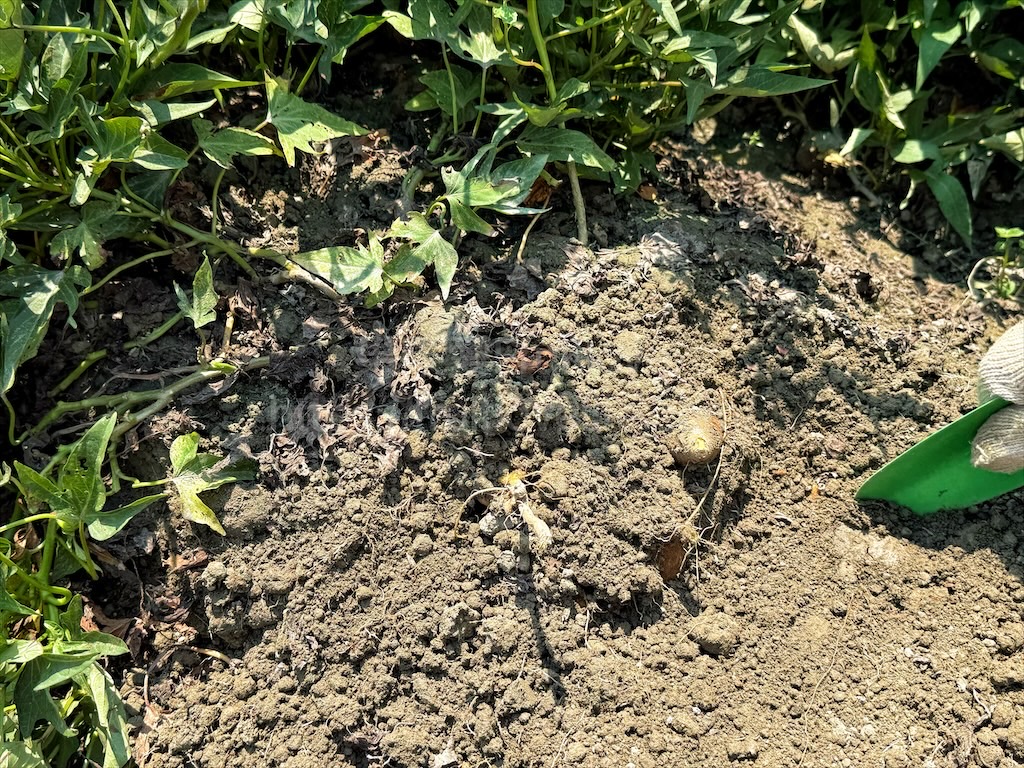 安然地瓜田園|雲林水林地瓜，親子大手牽小手體驗挖地瓜趣，現採台農57號黃金地瓜，DIY採收樂無窮 @果果愛Fruitlove