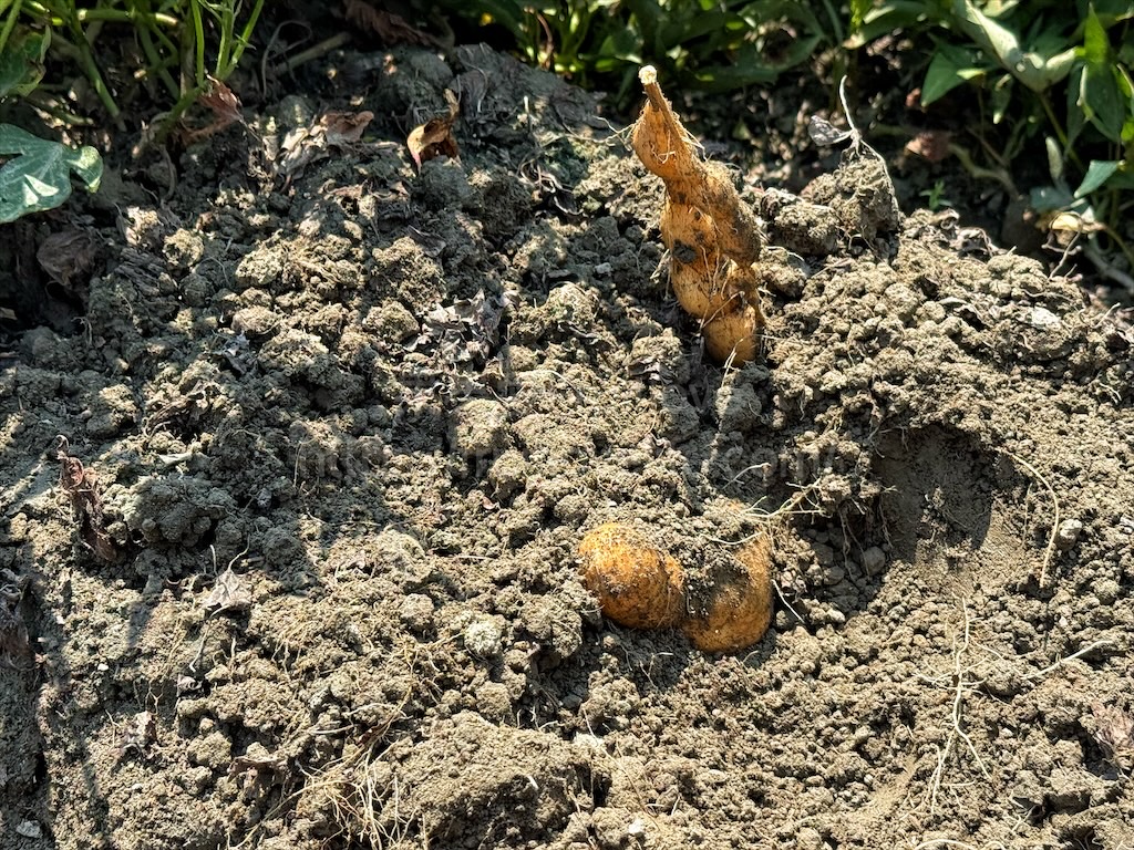 安然地瓜田園|雲林水林地瓜，親子大手牽小手體驗挖地瓜趣，現採台農57號黃金地瓜，DIY採收樂無窮 @果果愛Fruitlove