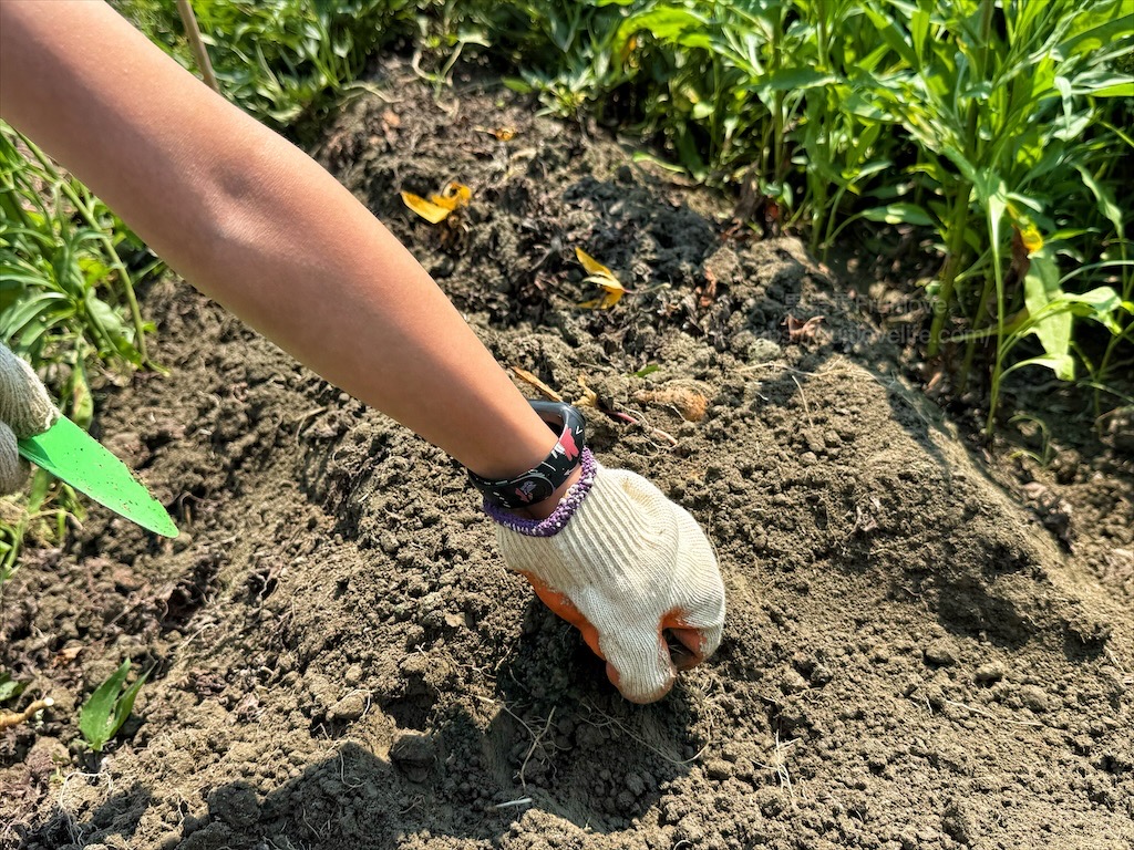 安然地瓜田園|雲林水林地瓜，親子大手牽小手體驗挖地瓜趣，現採台農57號黃金地瓜，DIY採收樂無窮 @果果愛Fruitlove