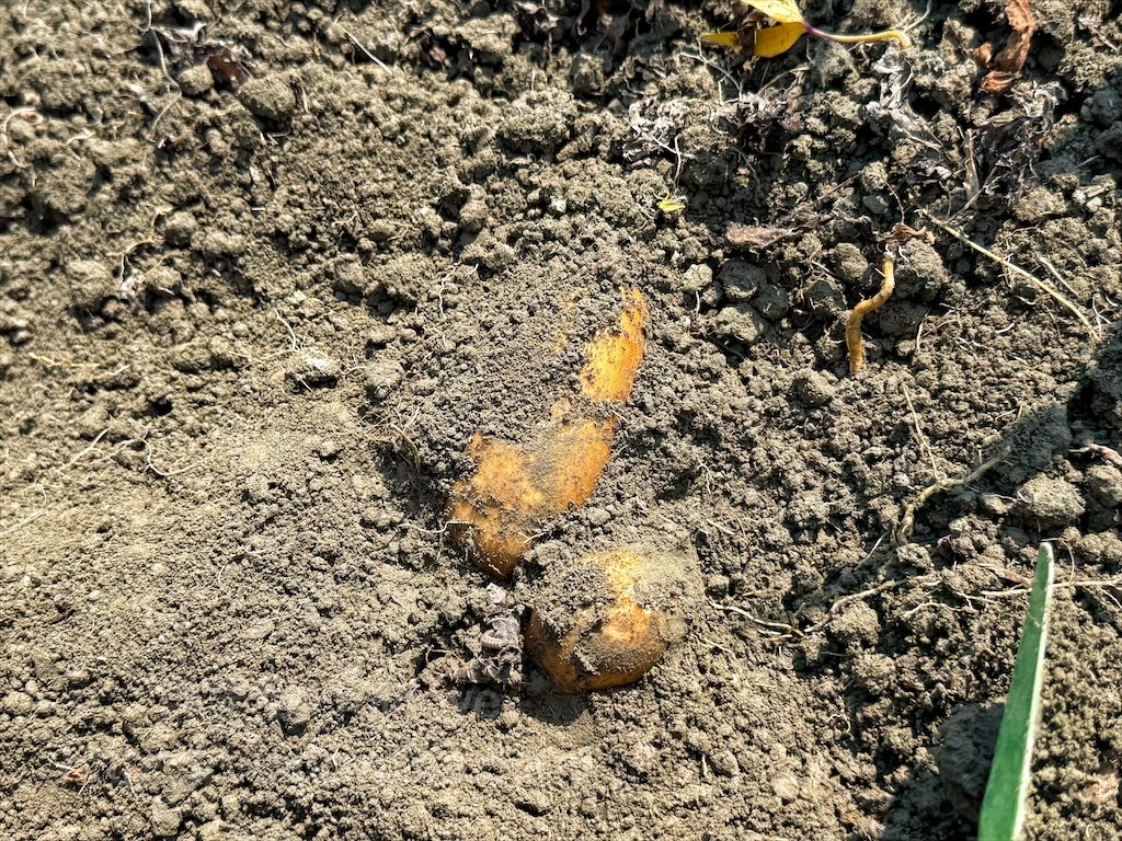 安然地瓜田園|雲林水林地瓜，親子大手牽小手體驗挖地瓜趣，現採台農57號黃金地瓜，DIY採收樂無窮 @果果愛Fruitlove