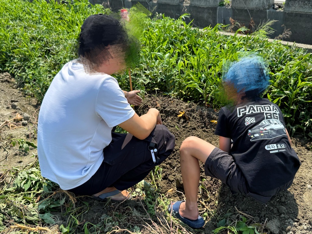 安然地瓜田園|雲林水林地瓜，親子大手牽小手體驗挖地瓜趣，現採台農57號黃金地瓜，DIY採收樂無窮 @果果愛Fruitlove