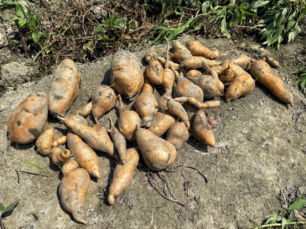 安然地瓜田園|雲林水林地瓜，親子大手牽小手體驗挖地瓜趣，現採台農57號黃金地瓜，DIY採收樂無窮 @果果愛Fruitlove