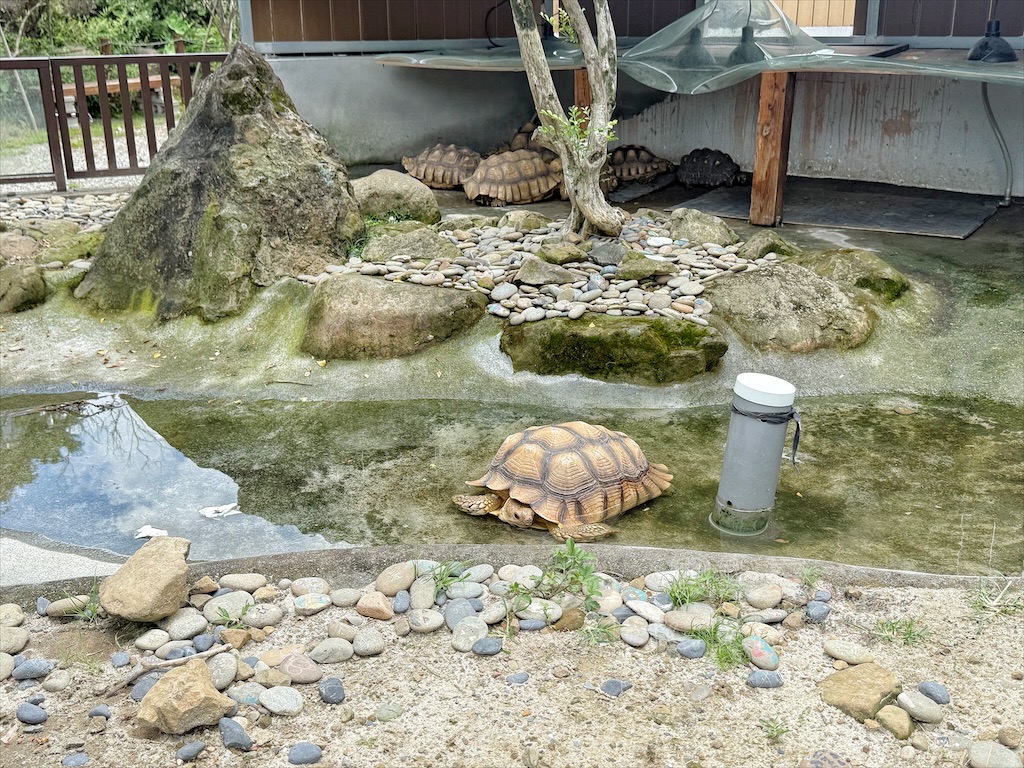 南投鹿谷親子景點｜鹿芝谷生態景觀園區：水豚、浣熊療癒系萌寵互動，山巒景色讓人感到美不勝收 @果果愛Fruitlove