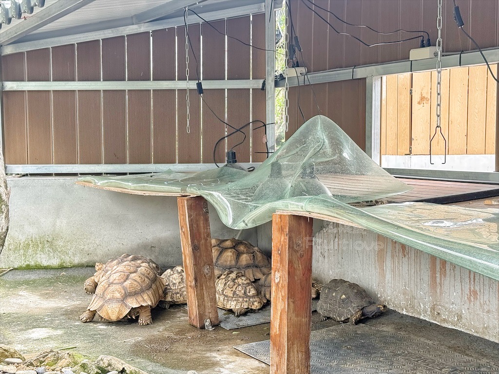 南投鹿谷親子景點｜鹿芝谷生態景觀園區：水豚、浣熊療癒系萌寵互動，山巒景色讓人感到美不勝收 @果果愛Fruitlove
