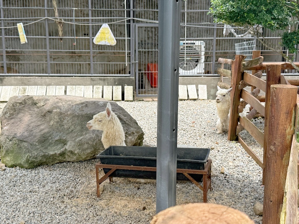 南投鹿谷親子景點｜鹿芝谷生態景觀園區：水豚、浣熊療癒系萌寵互動，山巒景色讓人感到美不勝收 @果果愛Fruitlove
