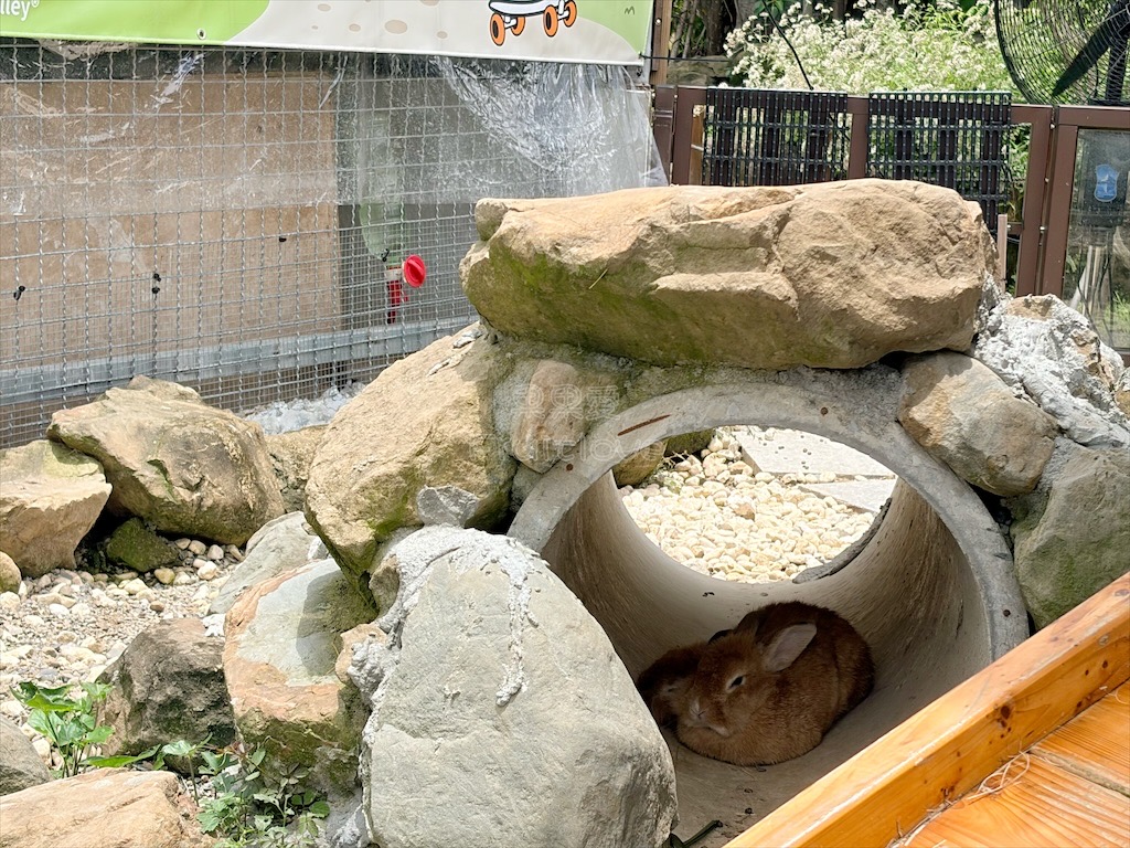 南投鹿谷親子景點｜鹿芝谷生態景觀園區：水豚、浣熊療癒系萌寵互動，山巒景色讓人感到美不勝收 @果果愛Fruitlove