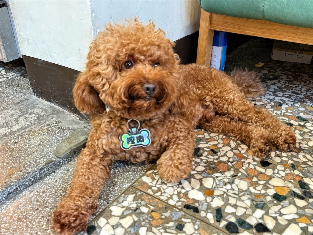 台中北區|飯先知:復古老宅道地台菜餐廳推薦,必吃招牌玉米雞、老菜脯蛤蜊雞,寵物友善/包廂聚餐 @果果愛Fruitlove 台中北區|飯先知:復古老宅道地台菜餐廳推薦,必吃招牌玉米雞、老菜脯蛤蜊雞,寵物友善/包廂聚餐 @果果愛Fruitlove