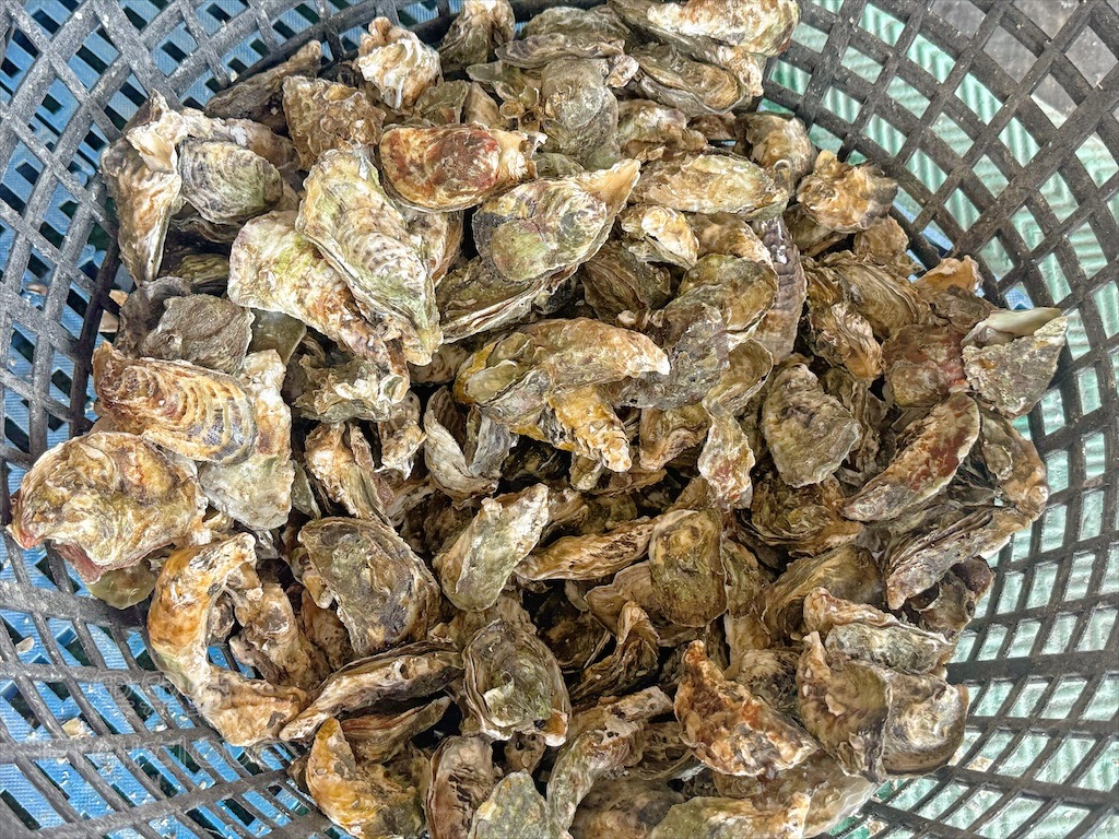 台南七股｜永順號遊潟湖：250元烤蚵不限時吃到飽，老闆不怕你吃，就怕你不吃，還有搭船遊潟湖生態導覽 @果果愛Fruitlove